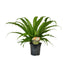Asplenium Osaka (Nestfarn) - Topf Ø17cm, Höhe 40cm Bild 1