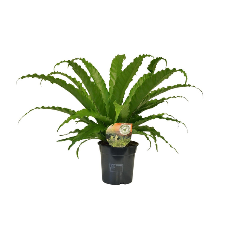 Asplenium Osaka (Nestfarn) - Topf Ø17cm, Höhe 40cm