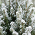 2x Picea glauca Conica - Zuckerhutfichte - Grün - Weiß - Weihnachtsbaum - inkl. Jutesack - Ø17cm - ↕65cm Bild 4