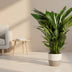 Spathiphyllum Sweet Sebastiano Peace Lily Ø24cm ↕110cm Bild 3