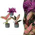 Baby Paradise Mix: 3 tropische Pflanzen im 6cm Topf Bild 1
