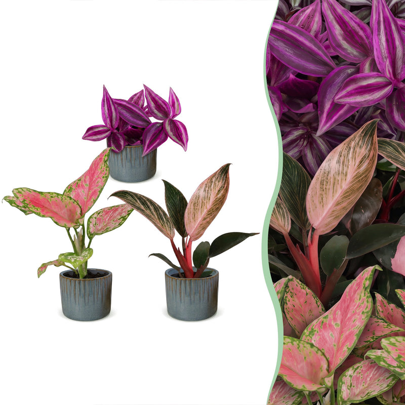 Baby Paradise Mix: 3 tropische Pflanzen im 6cm Topf