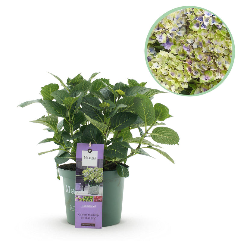 Hortensie Magical Jewel Blue: Blaue Blütenpracht für Balkon & Beet (55cm)