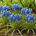 GreenboutiQ - Blumenzwiebeln - Muscari Armeniacum - Bulbs Hardy Perennial - Farbe Blau - 50 Stück - Zwiebelgröße 8/9 - XXL Pack Bild 3