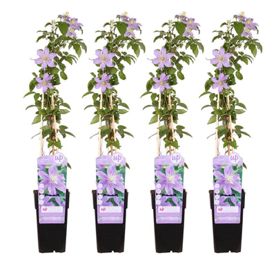 4x Clematis Justa, Fliederblüten, 65cm Höhe, Ø15 Topf