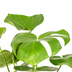 Monstera Deliciosa Tauerii Ø17cm - 50-70cm hoch Bild 5