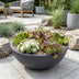 6x - Sempervivum Big Sam - Ø7cm - ↕10-12cm Bild 6