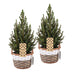 2x Picea glauca Conica - Zuckerhutfichte - Grün - Weihnachtsbaum - inkl. Korb - Ø17cm - ↕65cm Bild 2