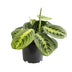 Maranta Lemon Lime - colorful houseplant Ø12 H30 Bild 1