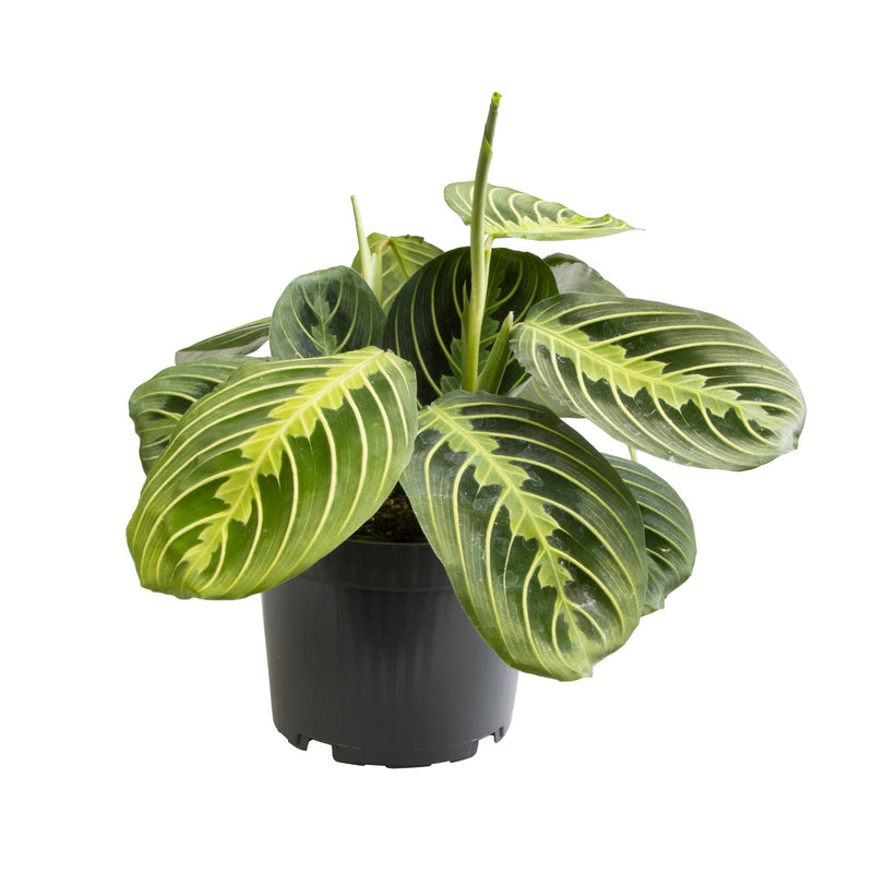 Maranta Lemon Lime - colorful houseplant Ø12 H30