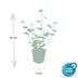 24x Irish Ivy (Hedera Hibernica), 10-25cm, 9cm Pot Bild 3