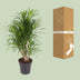 Dracaena Anita - Dragon Tree, Ø24cm, 100cm high Bild 4