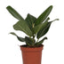 Ficus Bengalensis (Banyanbaum) Ø12cm - ↕25cm Bild 1