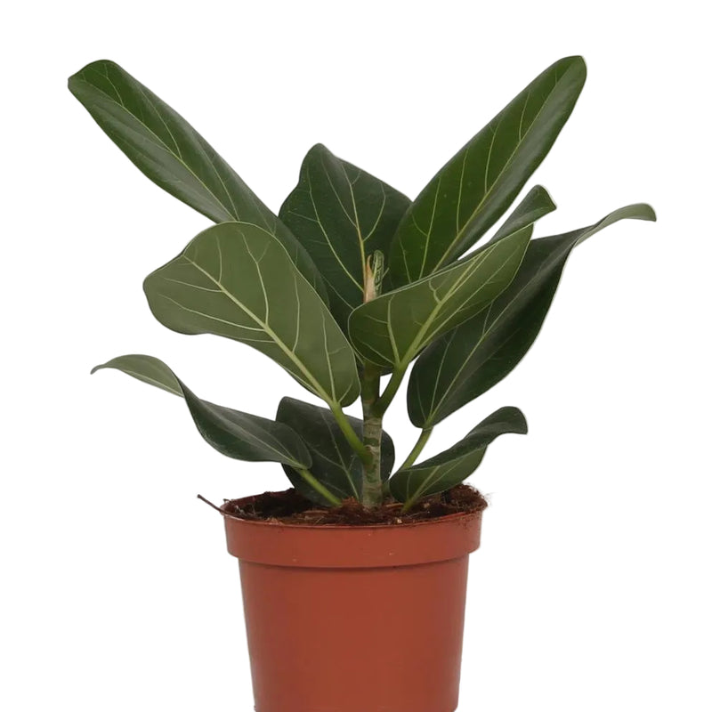 Ficus Bengalensis (Banyanbaum) Ø12cm - ↕25cm