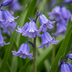 20x Hyacinthoides non Scripta (Hasenglöckchen) - Blaue Blütenpracht im Frühling Bild 1