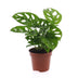 Green boutiQ - Monstera Adansonii - Monstera Adansonii - 1 Pflanze - Topf 12cm - Höhe - 25cm Bild 2