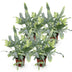Green boutiQ - Zimmerpflanze - Phlebodium aureum Blue Star - Blaue Farn - Haustierfreundlich - Blau - 4 Pflanzen - Topf 12cm - Höhe 25-30cm Bild 2