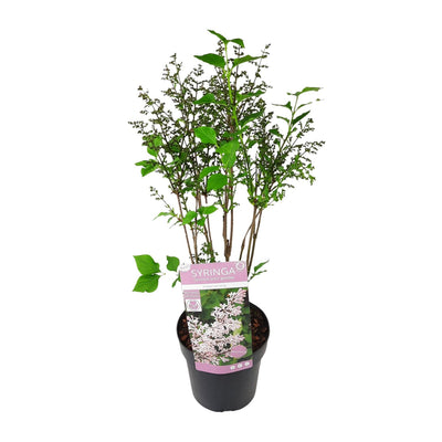 Syringa 'Violet Uprising' - Duftender Flieder im 19cm Topf, 35cm hoch