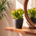 4x Crassula Ovata - Geldbaum - Grün - Sukkulente/Kaktus - incl. grijze pot - Ø12cm Bild 3