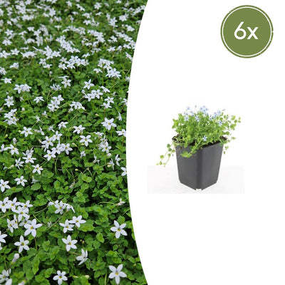 6x Isotoma fluviatilis 'Alba' Bodendecker, 10-25cm, Ø9cm