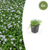 6x Isotoma fluviatilis 'Alba' Bodendecker, 10-25cm, Ø9cm Bild 1