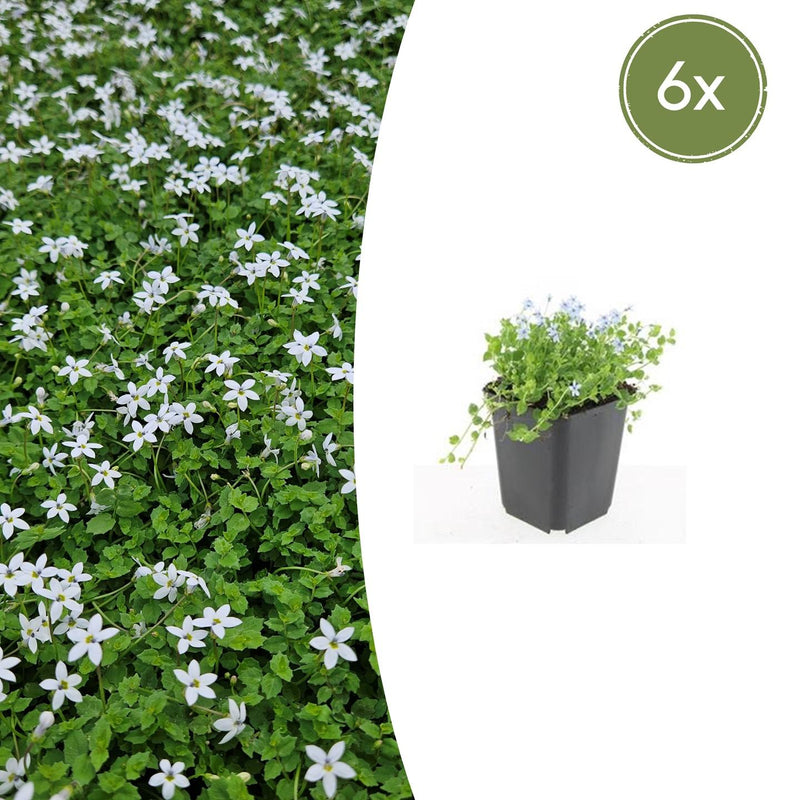 6x Isotoma fluviatilis 'Alba' Bodendecker, 10-25cm, Ø9cm