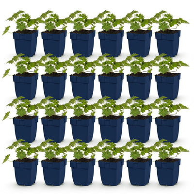 Green boutiQ - Perennial - Geranium 'Rozanne' - Crane's-bill - Ground cover - Blue - 24 Plants - Pot 11cm - Height 15-25cm