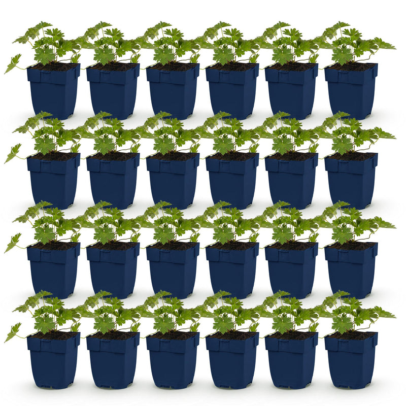 Green boutiQ - Perennial - Geranium 'Rozanne' - Crane's-bill - Ground cover - Blue - 24 Plants - Pot 11cm - Height 15-25cm