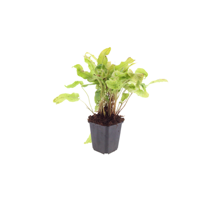 24x Hirschzungenfarn (Asplenium scolopendrium) 10-25cm