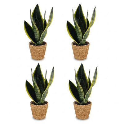 Green boutiQ - Sansevieria Future Superb - Bogenhanf - 4 Pflanzen - mit Korb - Topf 12cm - Höhe 35cm
