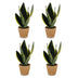 Green boutiQ - Sansevieria Future Superb - Bogenhanf - 4 Pflanzen - mit Korb - Topf 12cm - Höhe 35cm Bild 2