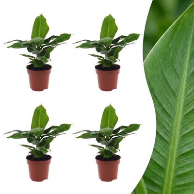 Green boutiQ - Musa Oriental Dwarf - Orientalische Zwergbanane - 4 Pflanzen - Pot 12cm - Hoogte - 30cm