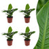 Green boutiQ - Musa Oriental Dwarf - Orientalische Zwergbanane - 4 Pflanzen - Pot 12cm - Hoogte - 30cm Bild 1