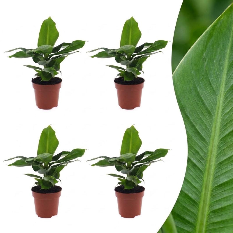 Green boutiQ - Musa Oriental Dwarf - Orientalische Zwergbanane - 4 Pflanzen - Pot 12cm - Hoogte - 30cm