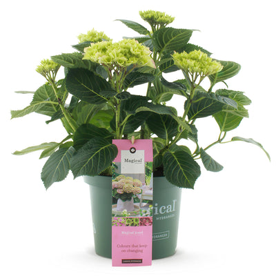 Hortensie 'Magical Jewel Pink' - Rosa Balkonpflanze im 23cm Topf
