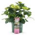 Hortensie 'Magical Jewel Pink' - Rosa Balkonpflanze im 23cm Topf Bild 2