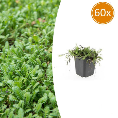 60x Bodendecker Leptinella squalida, 10-25cm, im 9cm Topf
