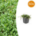 60x Bodendecker Leptinella squalida, 10-25cm, im 9cm Topf Bild 1