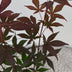 Acer palmatum Atropurpureum - Lila Zierahorn für Ihr Zuhause Bild 4
