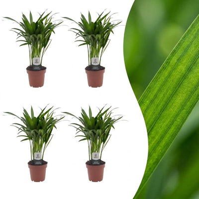 Green boutiQ - Areca Lutescens - Goldfruchtpalme - 4 Pflanzen - Topf 12cm - Höhe - 45cm