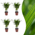 Green boutiQ - Areca Lutescens - Goldfruchtpalme - 4 Pflanzen - Topf 12cm - Höhe - 45cm Bild 1