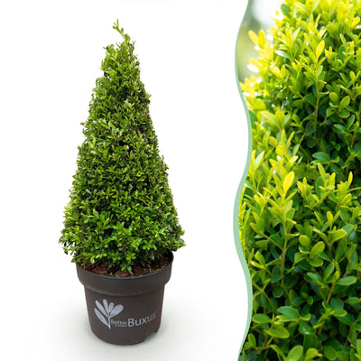 GreenboutiQ - Boxwood Pyramid - BetterBuxus Skylight - Resistant to Boxwood Blight - 2 Plants - Pot 23cm Height 60-70cm