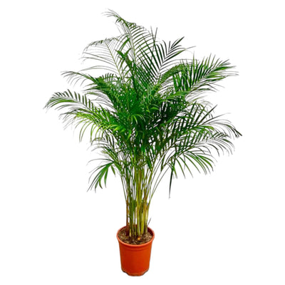 Dypsis Lutescens (Areca Palme) - 160 cm - Ø27 cm Topf