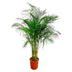 Dypsis Lutescens (Areca Palme) - 160 cm - Ø27 cm Topf Bild 1