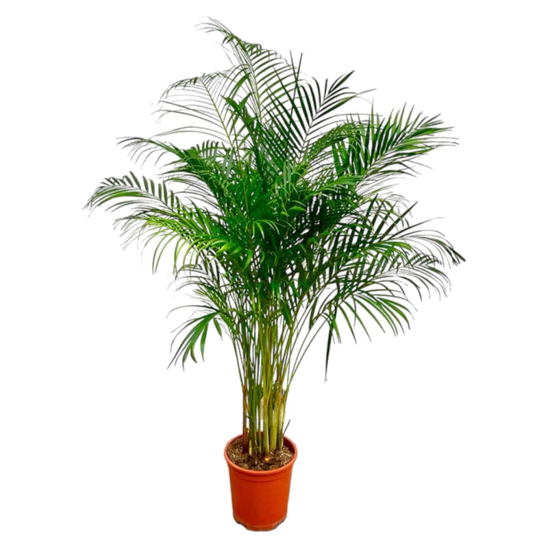 Dypsis Lutescens (Areca Palme) - 160 cm - Ø27 cm Topf