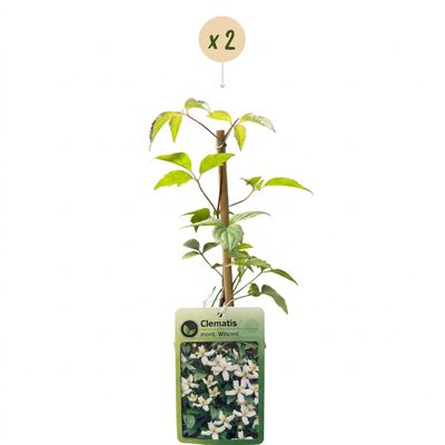 2x Clematis mont. 'Wilsonii' – Weiß – Kletterpflanze – Ø9cm