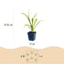 Green boutiQ - Perennial - Hemerocallis Summer Wine - Daylily - Bee and Butterfly Attractors - Purple - 24 Plants - Pot 11cm - Height 15-25cm Bild 3