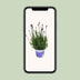 Lavendel 'Hidcote Blue' - Ø12cm Topf - ca. 20cm Höhe Bild 5