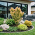 Japanischer Ahorn 'Koto Hime' - Acer palmatum, Topf 26cm, Höhe 90cm Bild 8