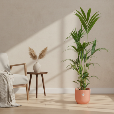 Kentia-Palme inklusive elho Vibes Fold Round rosa - 160 cm - Ø30